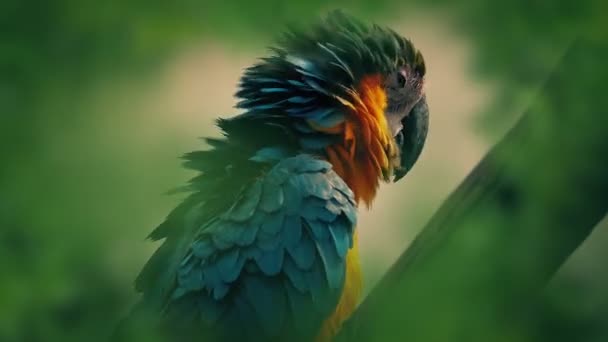 Papagei Schüttelt Seine Federn Dschungel — Stockvideo