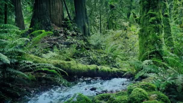 Поток Через Глубокий Лес — стоковое видео