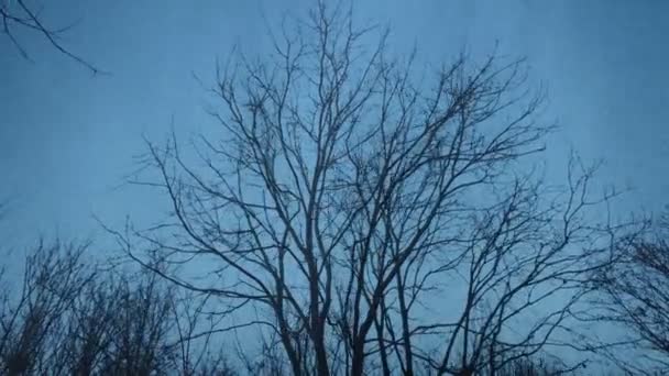 Burzliwy Deszczowy Dzień Nad Drzewami Krążącymi Wokół Strzał — Wideo stockowe