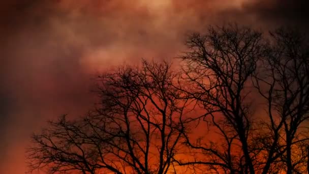 Kebakaran Hutan Dengan Asap Memblokir Matahari Adegan Drama — Stok Video