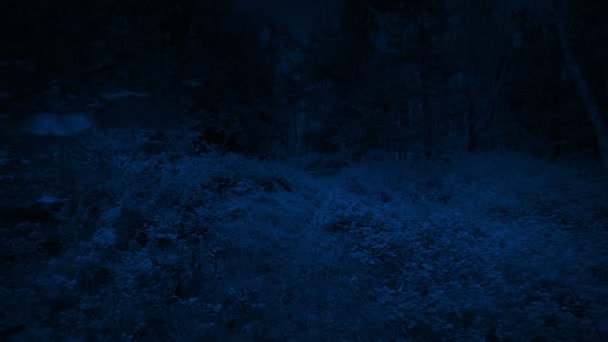 Pov Walking Woodland Path Mondlicht — Stockvideo
