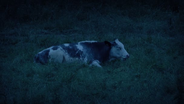 牛は夕暮れ時にフィールドに残ります — ストック動画
