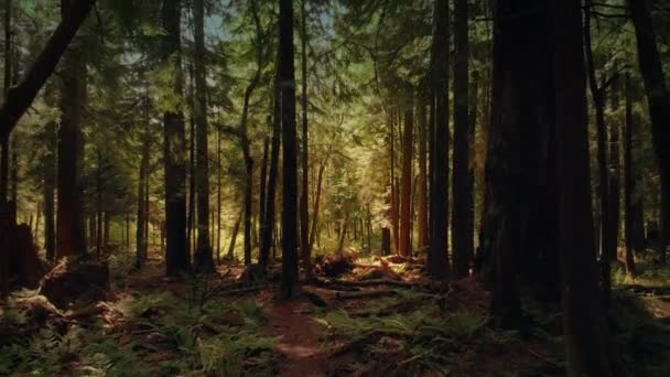 穿越美丽的夏季森林 — 图库视频影像
