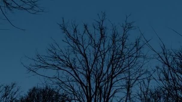 暗闇の中で木を旋回 — ストック動画