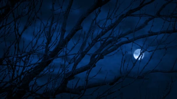 闪电在夜晚击中树枝后面 — 图库视频影像