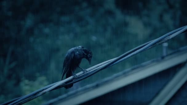 Pták Elektrickém Vedení Silném Dešti — Stock video