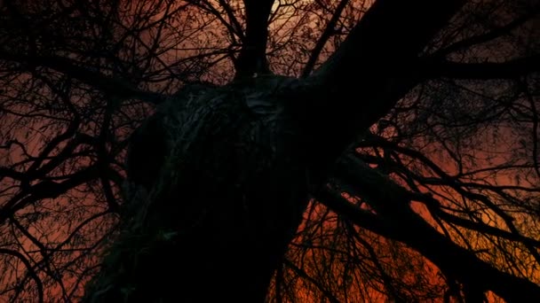 Apokalypsa Obloha Pokrouceným Mrtvým Stromem — Stock video