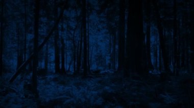 Ay Işığı Ormanı Yavaş Hava Çekimi