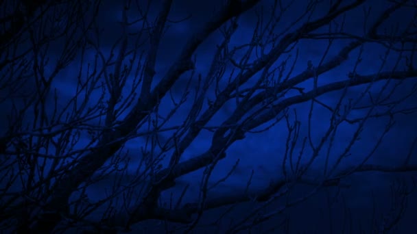 木の枝の後ろに落雷恐ろしいシーン — ストック動画