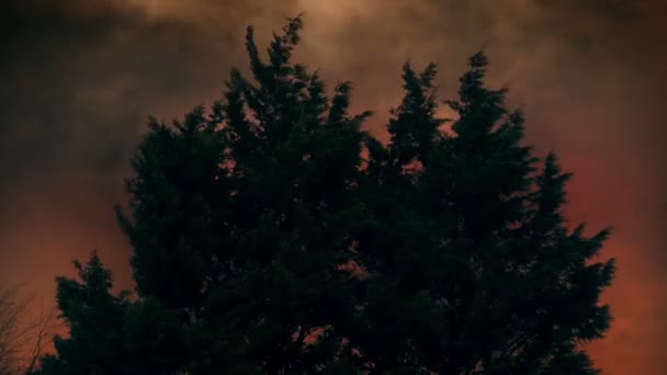 在过去的烟雾中摇曳的树木的自然灾害场景 — 图库视频影像