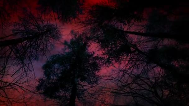 Mardröm Himmel Över Mörka Träd Overhead Med Blixtnedslag — Stockvideo