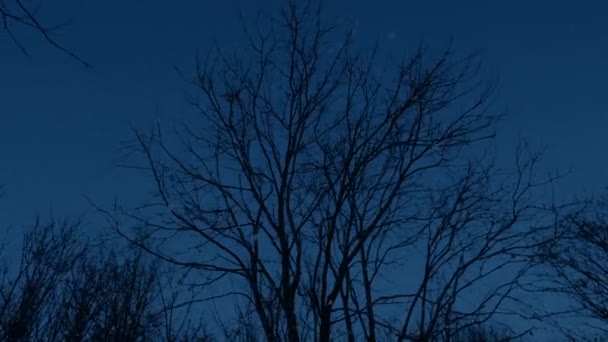 暗闇の中で冬に森の木々に雪が降る — ストック動画