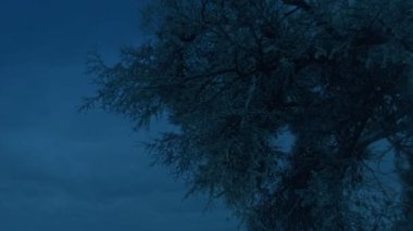 Çalı Çam Ağacı alacakaranlıkta Esintide Sallanıyor