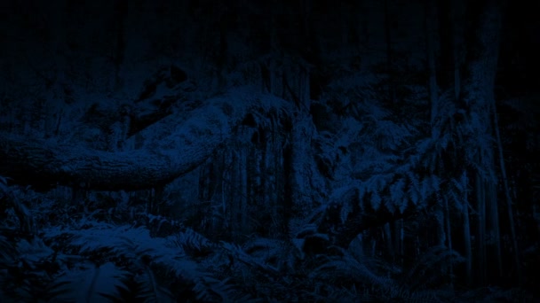 Gammalt Fern Täckt Träd Skogen Natten — Stockvideo