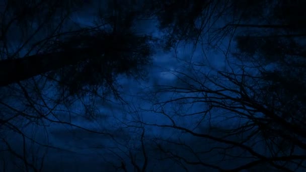 夜間の移動ショットで森の上に恐ろしい雷が打つ — ストック動画