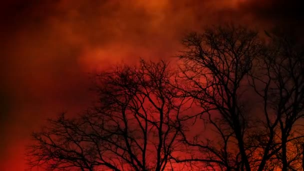 Katastroflandskap Döda Träd Brand Och Rök — Stockvideo