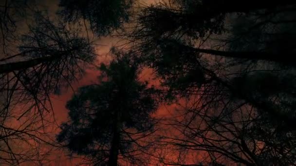 战火纷飞的天空笼罩着Pov上方的黑暗树 — 图库视频影像