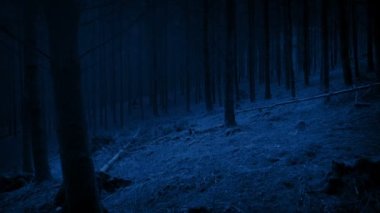 Gece yarısı ormanda yürüyorum.