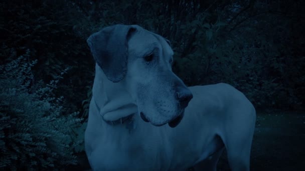 Guarda Cão Grande Grande Dinamarquês Fora Noite — Vídeo de Stock