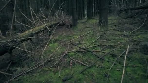Yaban Hayvanı Devrilmiş Ağaçlarla Ormanda Dolaşıyor — Stok video