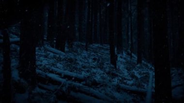 Kara Kış Ormanı Karda