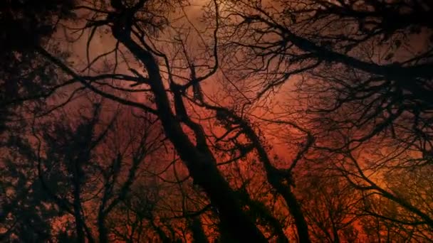 Apocalyptic Sky Walking Trees Pov — Stock Video