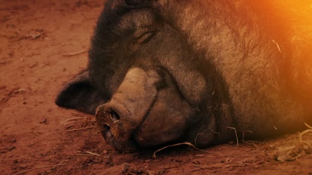 日没時に農場で寝ている豚 — ストック動画