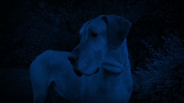 大丹犬夜间守卫在外面 — 图库视频影像