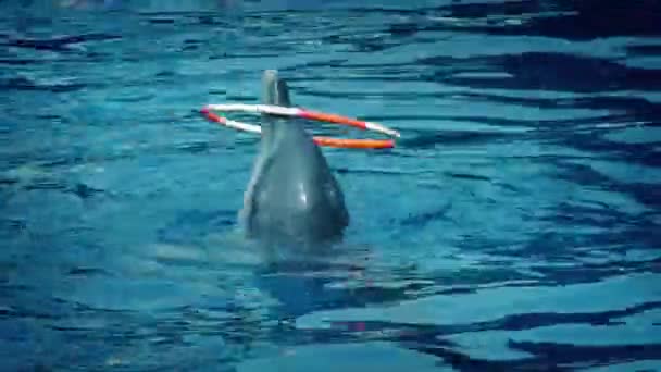 Dolphin Spins Hoop Outdoor Show — Stock video