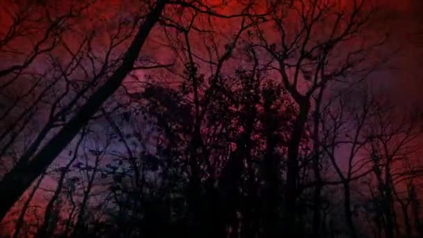 Bosque Con Miedo Fantasy Sky Pov — Vídeo de stock