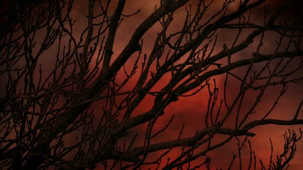 树木分枝后面的森林大火烟雾 — 图库视频影像