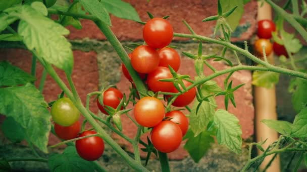 Tomaten Groeien Wijnstok Zomer — Stockvideo