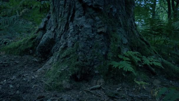 Ρίζες Δέντρων Στο Δάσος Βράδυ — Αρχείο Βίντεο