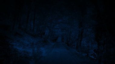 POV Gece Ormanda Yolda Yürüyor