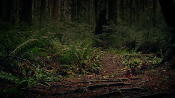 Moving Trail Dark Forest — Stock Video