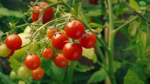 ブドウの夏の庭のトマト — ストック動画