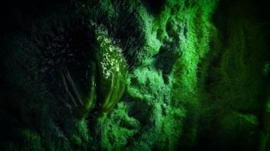 Sümüklü Duvarda Yeşil Uzaylı Yumurtası