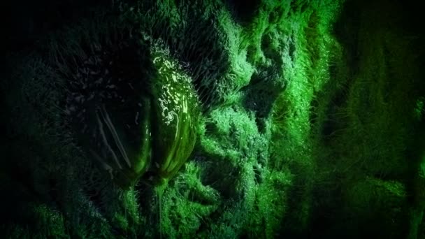 Oeuf Vert Extraterrestre Sur Mur Visqueux — Video