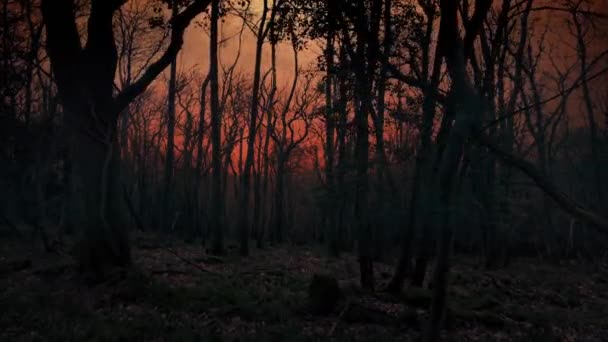 暗い森の中で日没の移動ショット — ストック動画