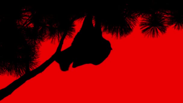 Bat Hangs Tree Halloween Element — Vídeo de Stock