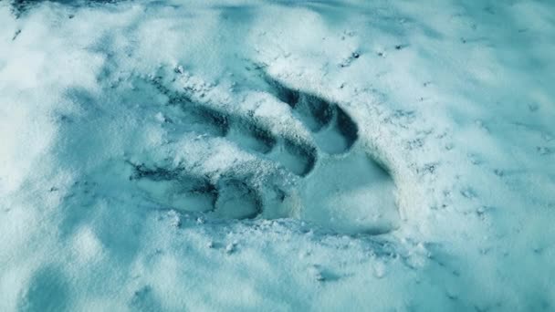 Fußabdruck Der Kreatur Schnee — Stockvideo