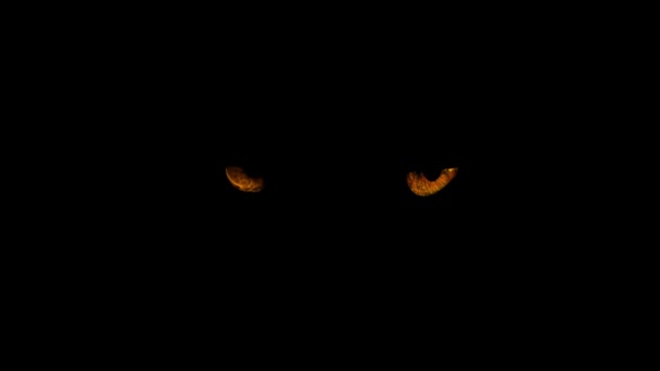 Olhos Animais Escuridão — Vídeo de Stock