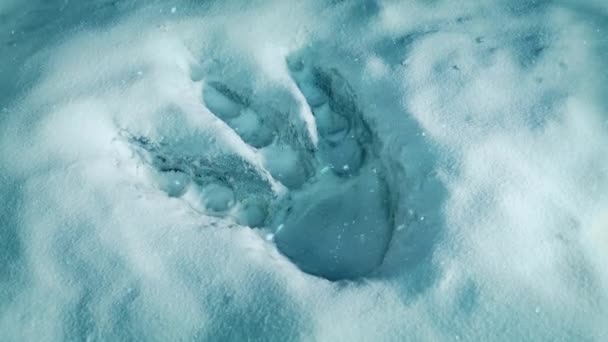Monster Fußabdruck Dicken Schnee — Stockvideo