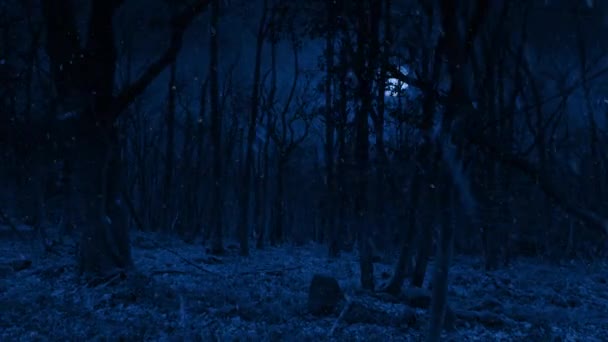 Winterwald Mit Schneefall Mondlicht — Stockvideo
