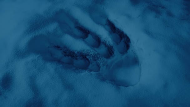 暗闇の中で厚い雪の中で生き物の足跡 — ストック動画