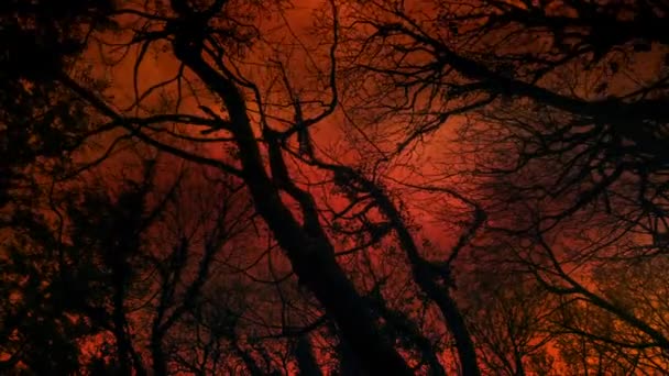 Bosbrand Maakt Sky Red Het Bos — Stockvideo