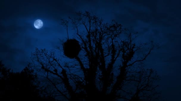 Árvore Velha Coberta Hera Com Lua Acima — Vídeo de Stock