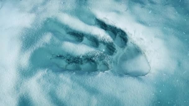Großer Dinosaurier Fußabdruck Schnee — Stockvideo