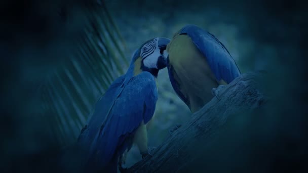Perroquets Lutte Sur Branche Dans Soirée — Video