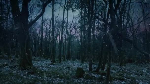 夕暮れ時のピンクの空と冬の森の中で雪 — ストック動画